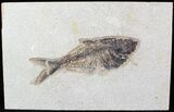 Diplomystus Fossil Fish - Inch Layer #29485-1
